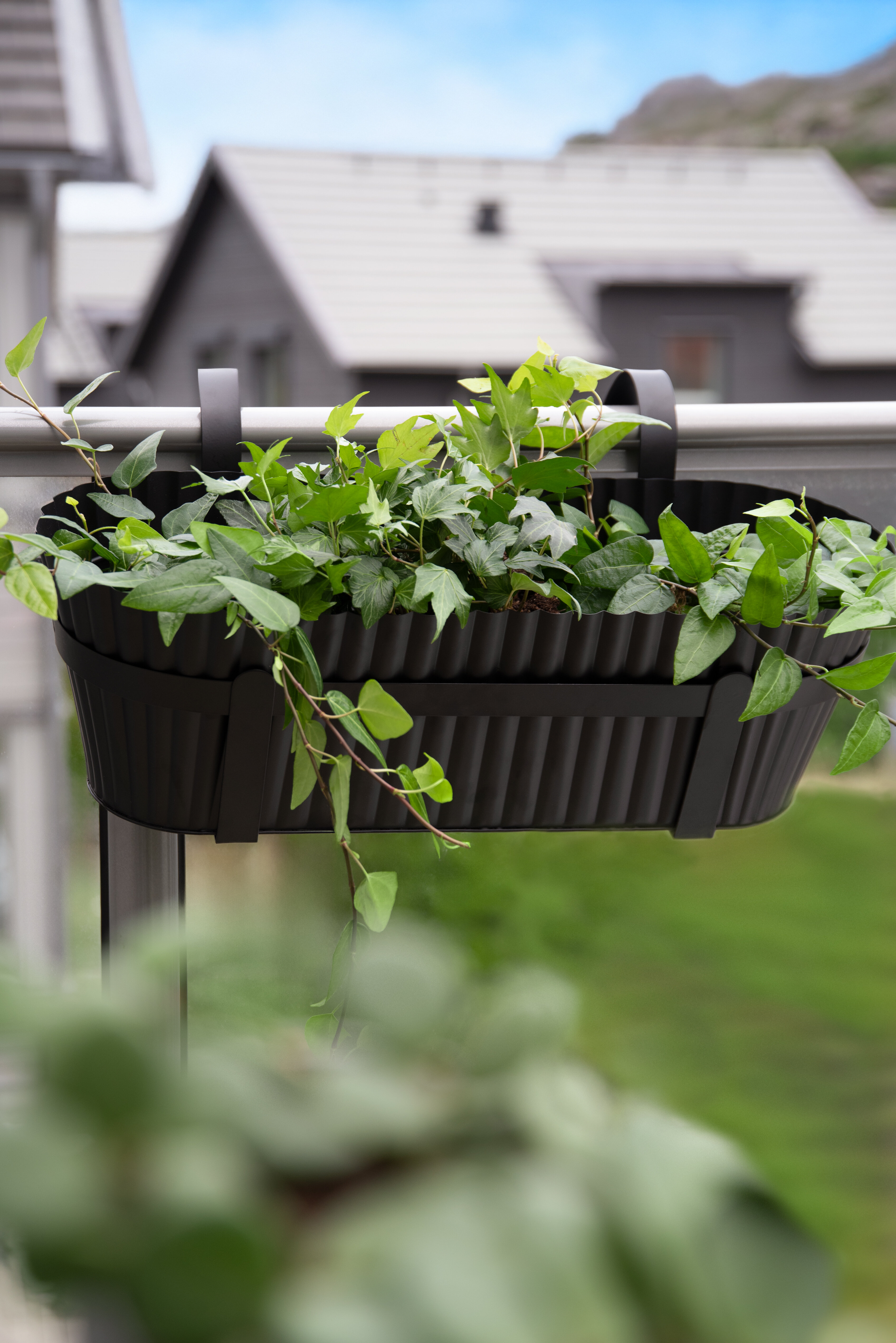Svart balkongkasse med grønne planter hengende på rekkverket.