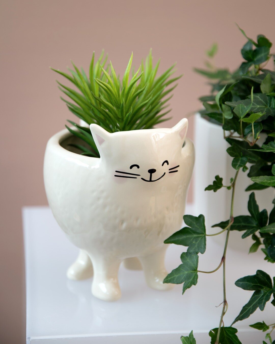 Potte Katten
