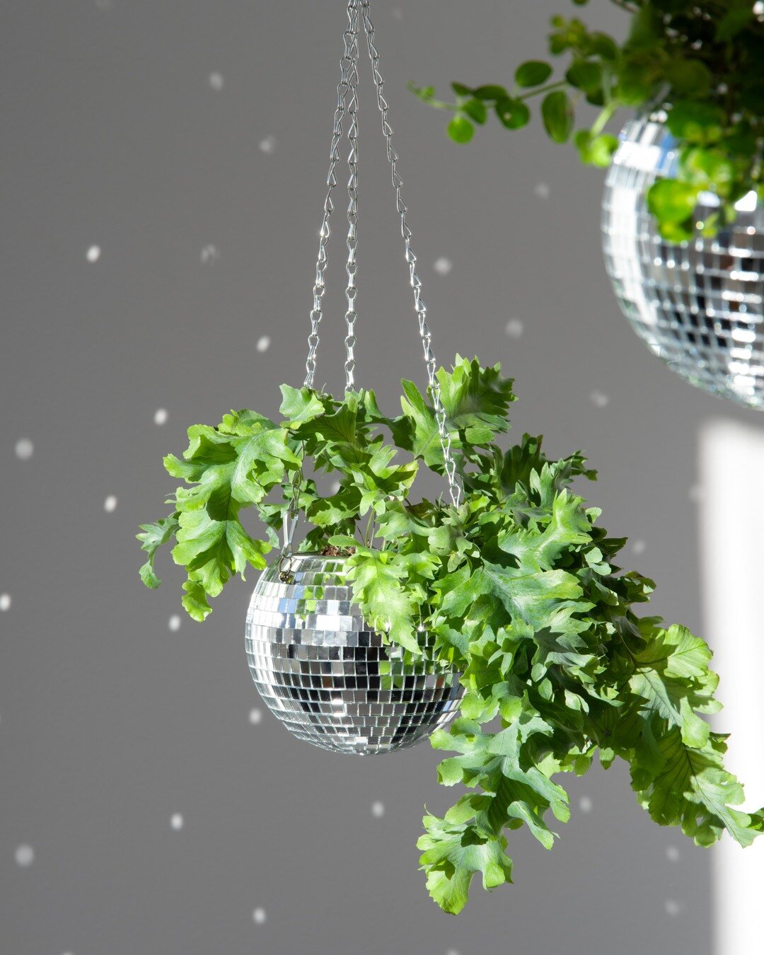 Potte Disco